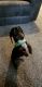 Dachshund Puppies for sale in Dayton, OH, USA. price: NA