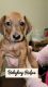 Dachshund Puppies for sale in Wildomar, CA, USA. price: $2,500