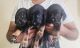 Dachshund Puppies for sale in Mangaluru, Karnataka, India. price: 4000 INR