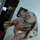 Dachshund Puppies for sale in Tuscaloosa, AL, USA. price: NA