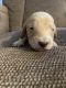 Dachshund Puppies for sale in Mt Vernon, IL 62864, USA. price: $1,200