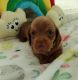 Dachshund Puppies for sale in Bunnell, FL, USA. price: $1,000