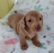 Dachshund Puppies for sale in Bunnell, FL, USA. price: $1,250