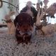 Dachshund Puppies for sale in Bunnell, FL, USA. price: NA