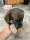 Dachshund Puppies for sale in Orlando, FL, USA. price: $550