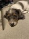 Dachshund Puppies for sale in San Antonio, TX, USA. price: $1,250