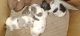 Dachshund Puppies for sale in Ponchatoula, LA, USA. price: $800