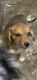 Dachshund Puppies for sale in Flint, MI, USA. price: $100