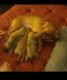 Dachshund Puppies for sale in Bridgeport, CT 06606, USA. price: $1,100
