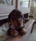 Dachshund Puppies for sale in Bunnell, FL, USA. price: $1,400
