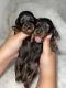 Dachshund Puppies for sale in Ocala, FL, USA. price: $1,800