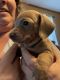Dachshund Puppies for sale in Harrison, AR 72601, USA. price: $900