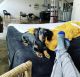 Dachshund Puppies for sale in Houston, TX, USA. price: $800