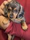 Dachshund Puppies for sale in 46307 Arizona St, Crown Point, IN 46307, USA. price: NA