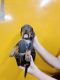 Dachshund Puppies for sale in Sadar Bazaar, New Delhi, Delhi, India. price: 8000 INR