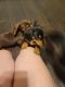 Dachshund Puppies for sale in Clarksville, TN 37042, USA. price: NA