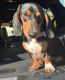 Dachshund Puppies for sale in Zephyrhills, FL 33542, USA. price: NA