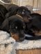 Dachshund Puppies for sale in Dallas, TX, USA. price: $800