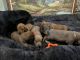 Dachshund Puppies for sale in Smithton, PA, USA. price: NA