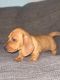 Dachshund Puppies for sale in Lake Placid, FL 33852, USA. price: NA