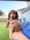 Dachshund Puppies for sale in Summerville, SC, USA. price: NA