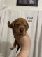Dachshund Puppies for sale in Moses Lake, WA 98837, USA. price: NA