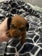 Dachshund Puppies for sale in Kingsland, TX 78639, USA. price: NA