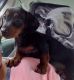 Dachshund Puppies for sale in Gardner, KS 66030, USA. price: $600