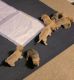 Dachshund Puppies for sale in Waynesboro, PA 17268, USA. price: NA
