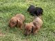 Dachshund Puppies for sale in Blanchard, OK, USA. price: $900