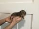 Dachshund Puppies for sale in Byers, CO 80103, USA. price: NA