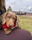 Dachshund Puppies for sale in Land O' Lakes, FL, USA. price: $1,500