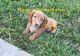 Dachshund Puppies for sale in Cutler Bay, FL, USA. price: NA
