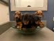 Dachshund Puppies for sale in Anaheim, CA, USA. price: NA