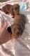 Dachshund Puppies for sale in Muscatine, IA 52761, USA. price: NA
