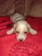 Dachshund Puppies for sale in Central Point, OR, USA. price: $2,000