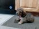 Dachshund Puppies for sale in Cheney, WA 99004, USA. price: $1,600