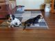 Dachshund Puppies for sale in Pierz, MN 56364, USA. price: NA