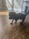 Dachshund Puppies for sale in Tyler, TX 75701, USA. price: NA
