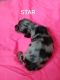 Dachshund Puppies for sale in Shelocta, PA 15774, USA. price: $1,500
