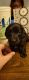 Dachshund Puppies for sale in David City, NE 68632, USA. price: $900