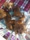 Dachshund Puppies for sale in Jacksonville, FL, USA. price: $1,200