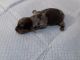 Dachshund Puppies for sale in Lincolnwood, IL 60712, USA. price: NA