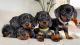 Dachshund Puppies for sale in Mohan Garden, Nawada, Delhi, 110059, India. price: 10000 INR