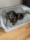 Dachshund Puppies for sale in Webster, MA 01570, USA. price: $4,200