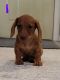 Dachshund Puppies for sale in Andrews, TX 79714, USA. price: NA