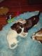 Dachshund Puppies for sale in Central Point, OR, USA. price: $1,800