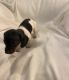 Dachshund Puppies for sale in Williamsburg, KY 40769, USA. price: $850