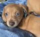 Dachshund Puppies for sale in Saucier, MS 39574, USA. price: $1,200