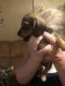 Dachshund Puppies for sale in Kevil, KY 42053, USA. price: $500
